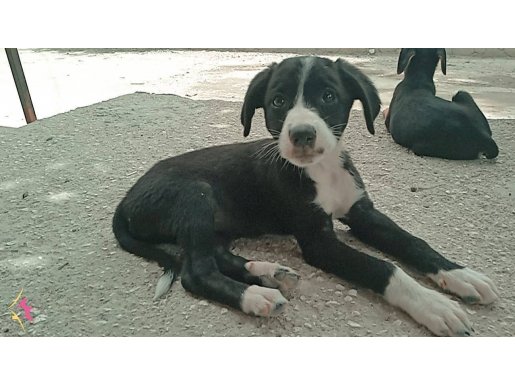 ÜCRETSİZ 2 aylık bolder collie 