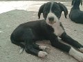 ÜCRETSİZ 2 aylık bolder collie 