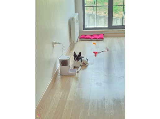 7 Aylık köpeğimizi sahiplendirmek istiyoruz