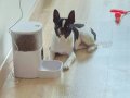 7 Aylık köpeğimizi sahiplendirmek istiyoruz