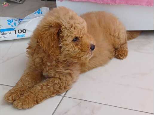 72 günlük yavru Toy poodle. Malzemeleri hediye verilecektir.