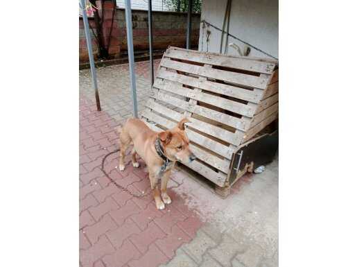 Kırma köpegimiz sahiplendirmek istiyoruz 