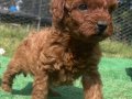 Orjinal toy poodle. Öncelik görerek elden teslim. 