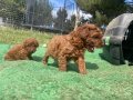 Orjinal toy poodle. Öncelik görerek elden teslim. 