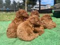 Orjinal toy poodle. Öncelik görerek elden teslim. 