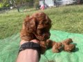 Orjinal toy poodle. Öncelik görerek elden teslim. 