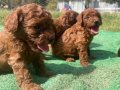 Orjinal toy poodle. Öncelik görerek elden teslim. 