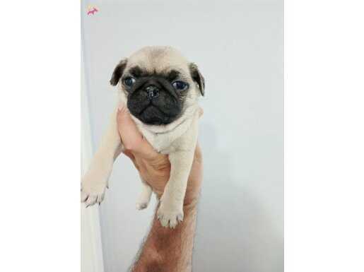 Pug yavrularımız teslime hazır