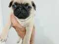 Pug yavrularımız teslime hazır