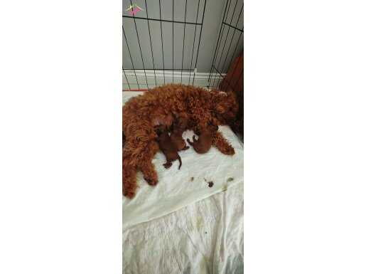Toy Poodle kore kan yavrular