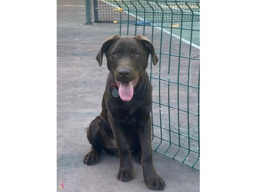 6 Aylık sağlıklı bakımlı orijinal labrador yavrusu 