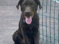 6 Aylık sağlıklı bakımlı orijinal labrador yavrusu 