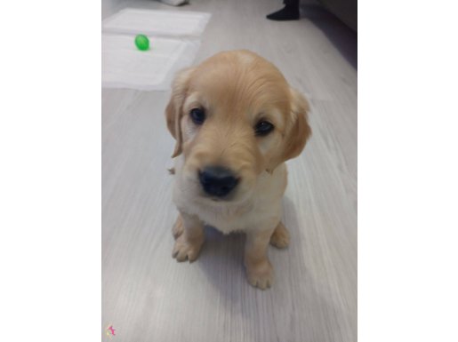 2 Aylık Golden Retriever