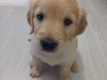 2 Aylık Golden Retriever