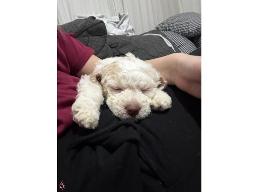Yavru poodle