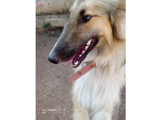 COLLİE CİNSİ İSVEÇ COBAN KÖPEĞİ SAHİPLENDİRİLİCEKTİR.