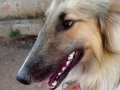 COLLİE CİNSİ İSVEÇ COBAN KÖPEĞİ SAHİPLENDİRİLİCEKTİR.