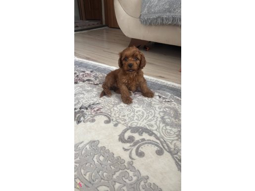 Acil  poodle toy 3 aylık eğitime hazır 