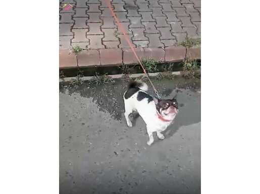 3 yaşında damızlık chihuahua