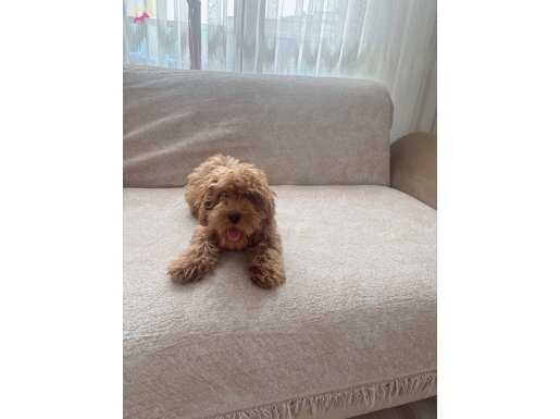 çok uygun poodle toy 3 aylık dişi
