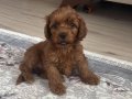 Acil  poodle toy 3 aylık eğitime hazır 