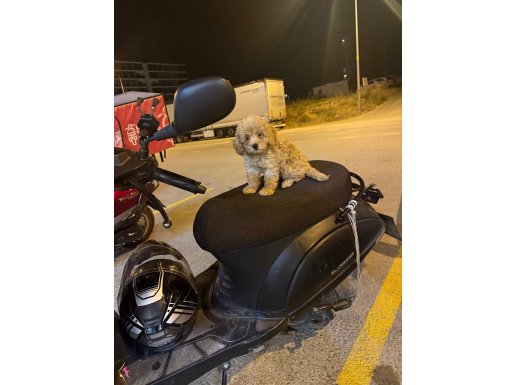 Minik bebeğimi sahiplrndirmek istiyorum 