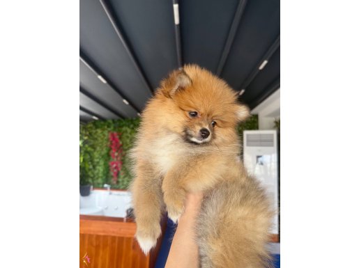 Moli
