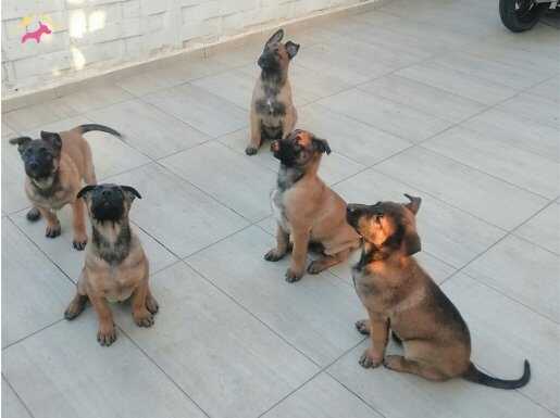 Safkan Belçika Malinois yavruları 