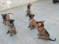 Safkan Belçika Malinois yavruları 