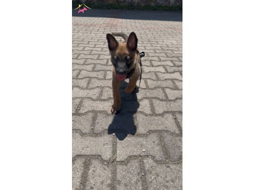 3,5 aylık safkan malinois