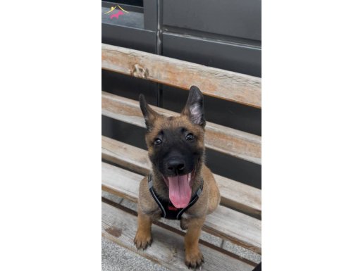 Koruma köpeği arayanlara özel 2,5 aylık 