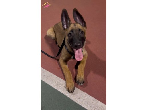 Korumaya hazır Dişi Malinois!Elini uzatana geçit yok