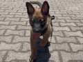 3,5 aylık safkan malinois