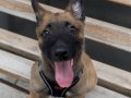 Koruma köpeği arayanlara özel 2,5 aylık 