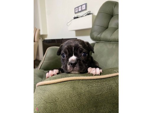 Exotic french buldog