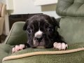 Exotic french buldog