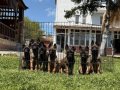 Uygun A Kalite Belçika Kurdu Malinoa Yavrular