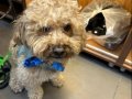 9 Aylık Poodle - Toy