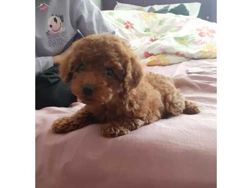 2 buçuk aylık aşıları yapılmış ped egitimli yavru poodle