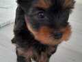 Minik prenses