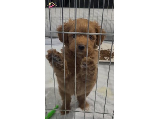 Maltipoo yavrumuz 