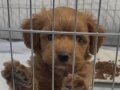 Maltipoo yavrumuz 