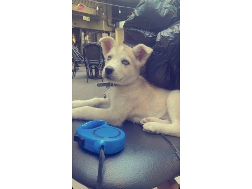 Husky golden kırması 3 aylık