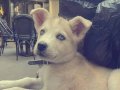 Husky golden kırması 3 aylık