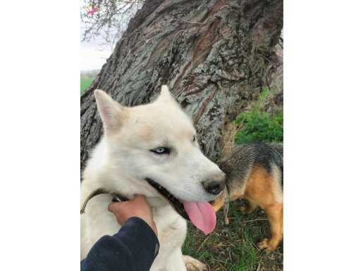 Sibirya kurdu ve Alman kurdu çifleşme yavrulari