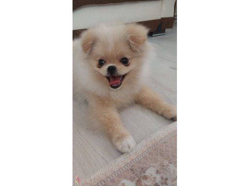Orjinal pomeranıan boo  