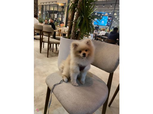 7 Aylık Erkek Pomerian Boo