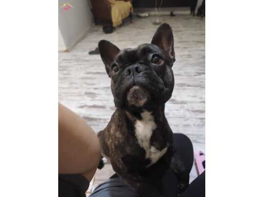 Alfa French bulldog 