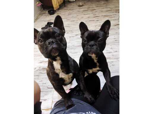 Alfa French bulldog 8 aylık 2 erkek