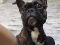 Alfa French bulldog 